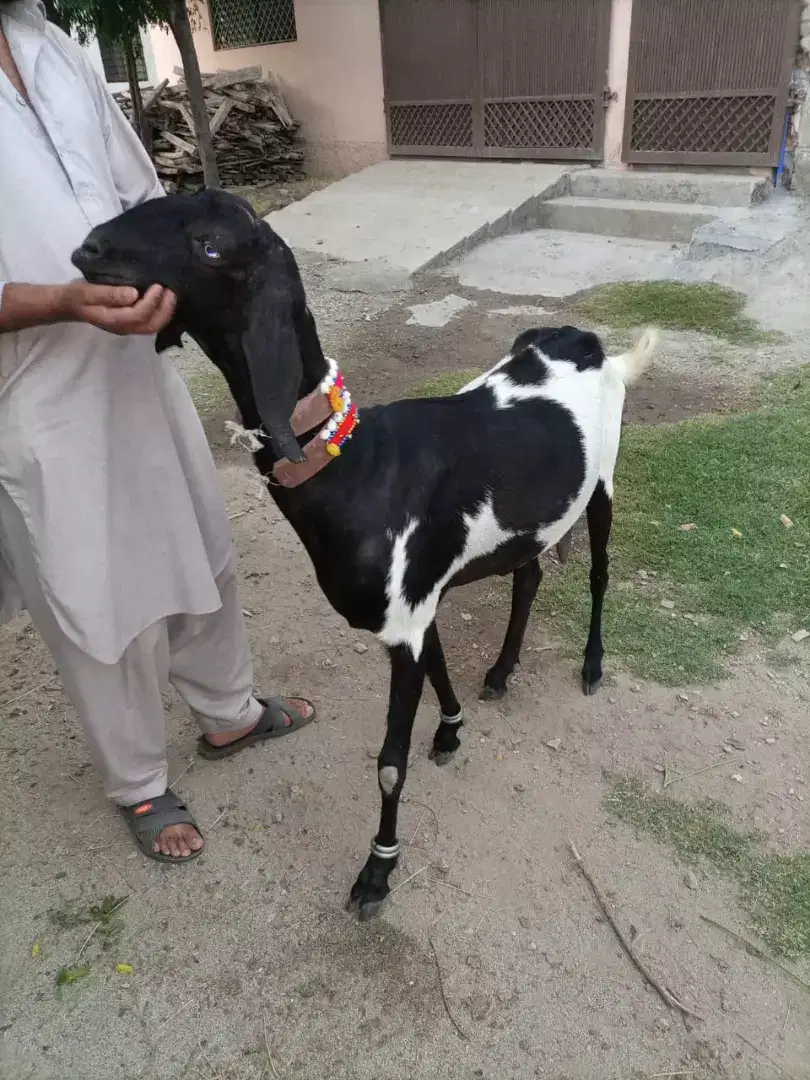 Sahiwal beetal goat active healthy available for sale
