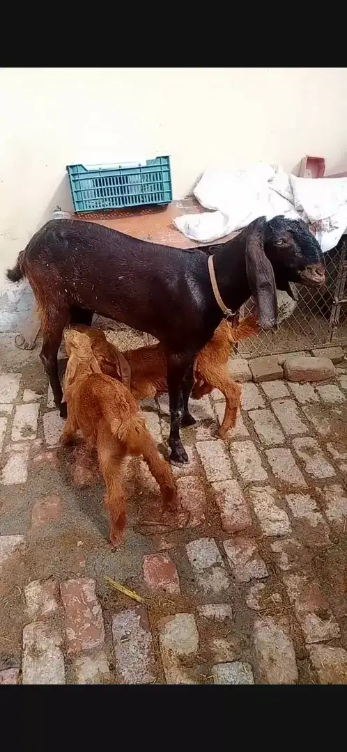 Desi goat available for sale