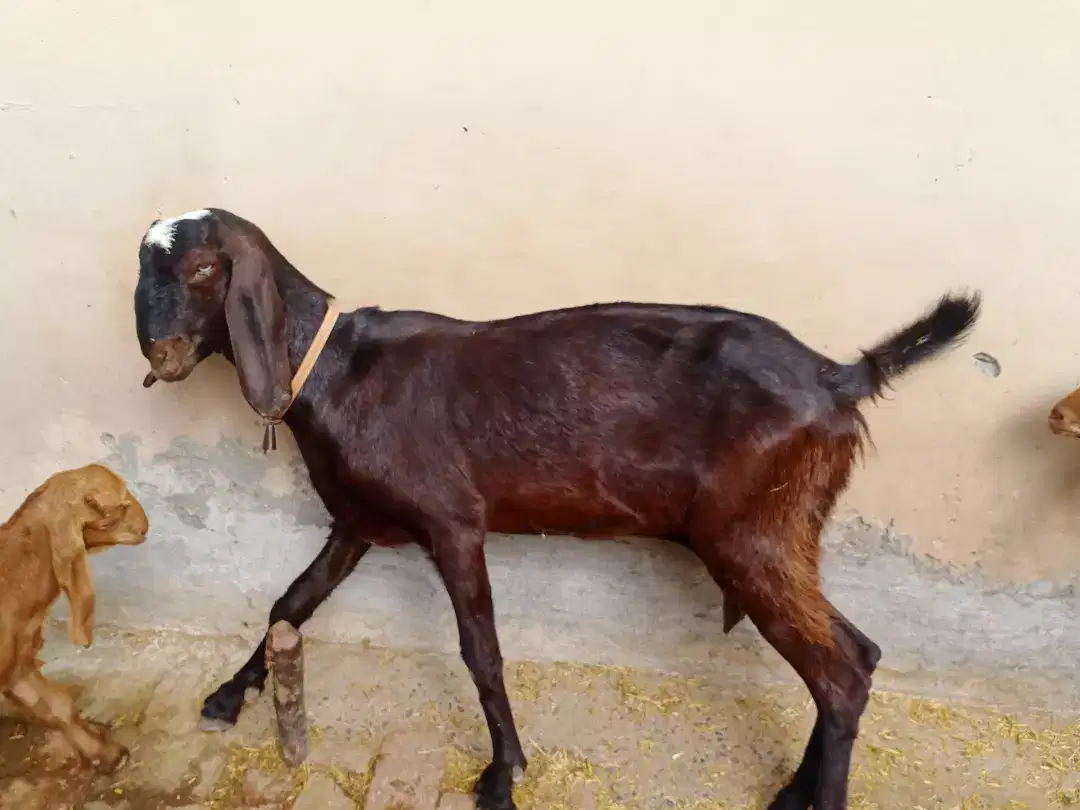 Desi goat available for sale