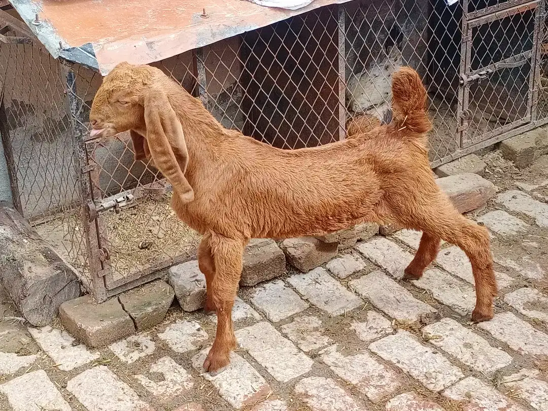 Desi goat available for sale