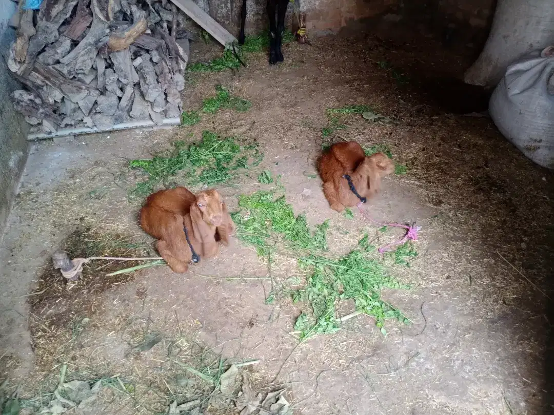 Desi goat available for sale