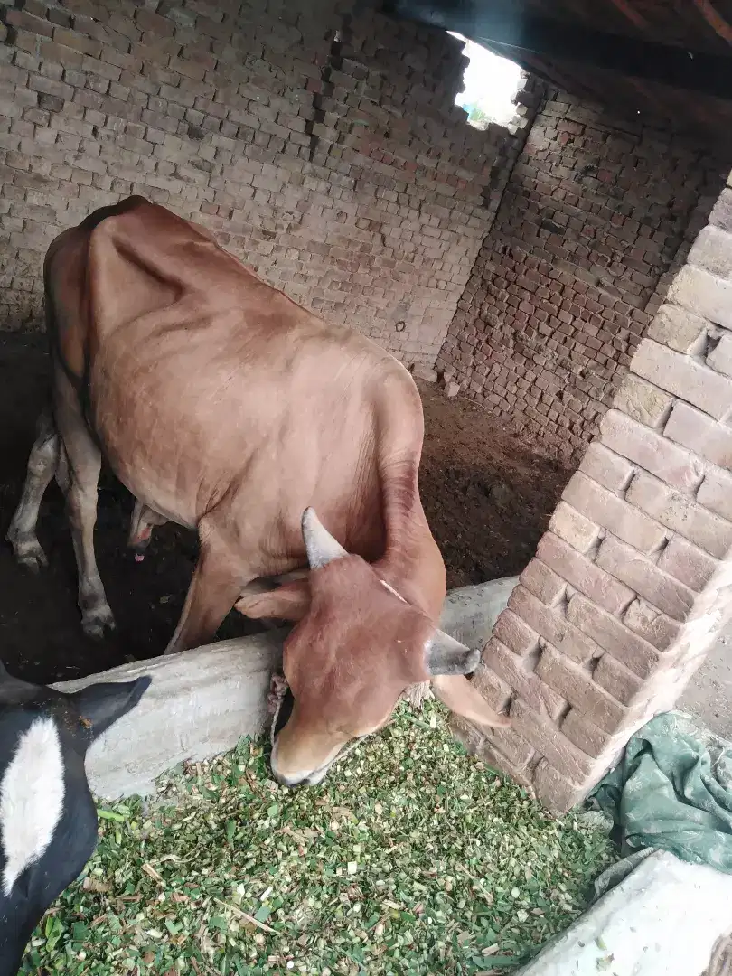 Saiwal desi cross bull for sale