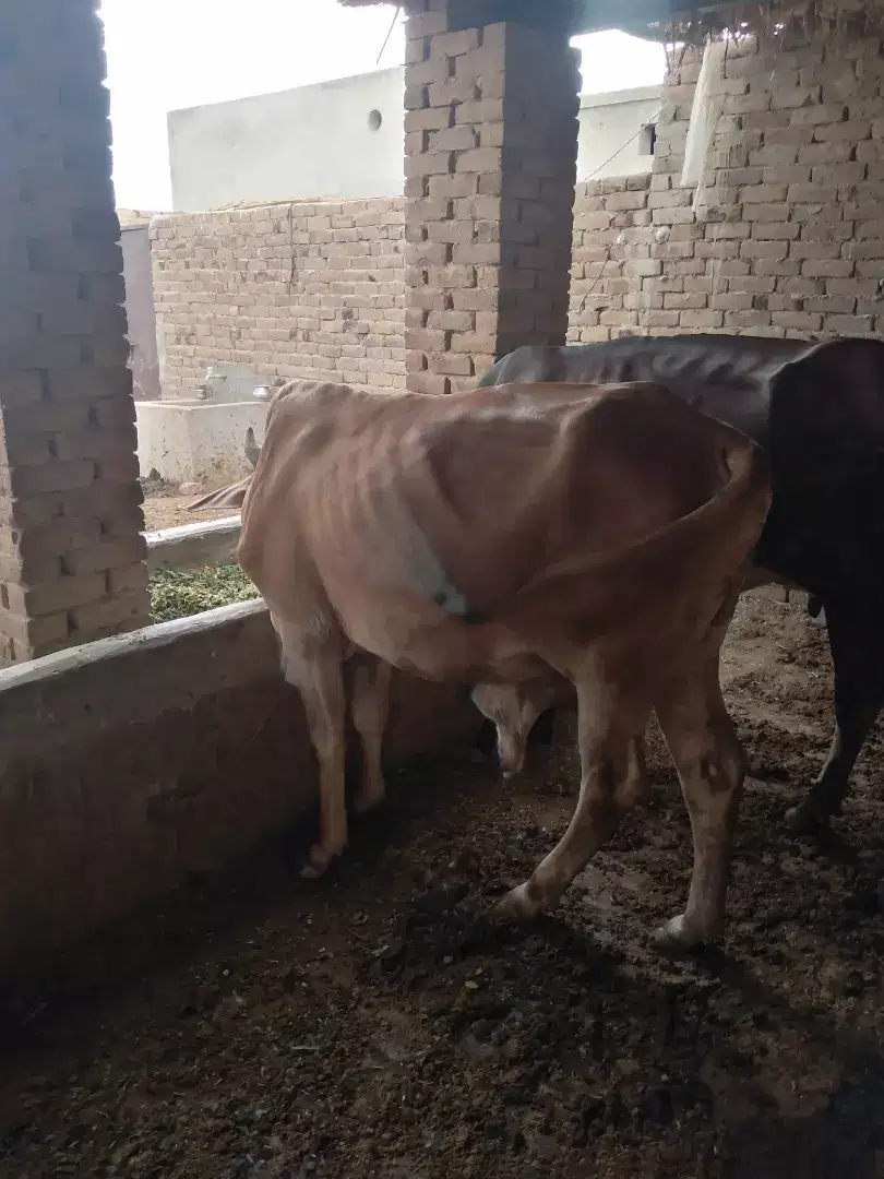 Saiwal desi cross bull for sale