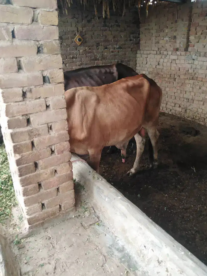 Saiwal desi cross bull for sale
