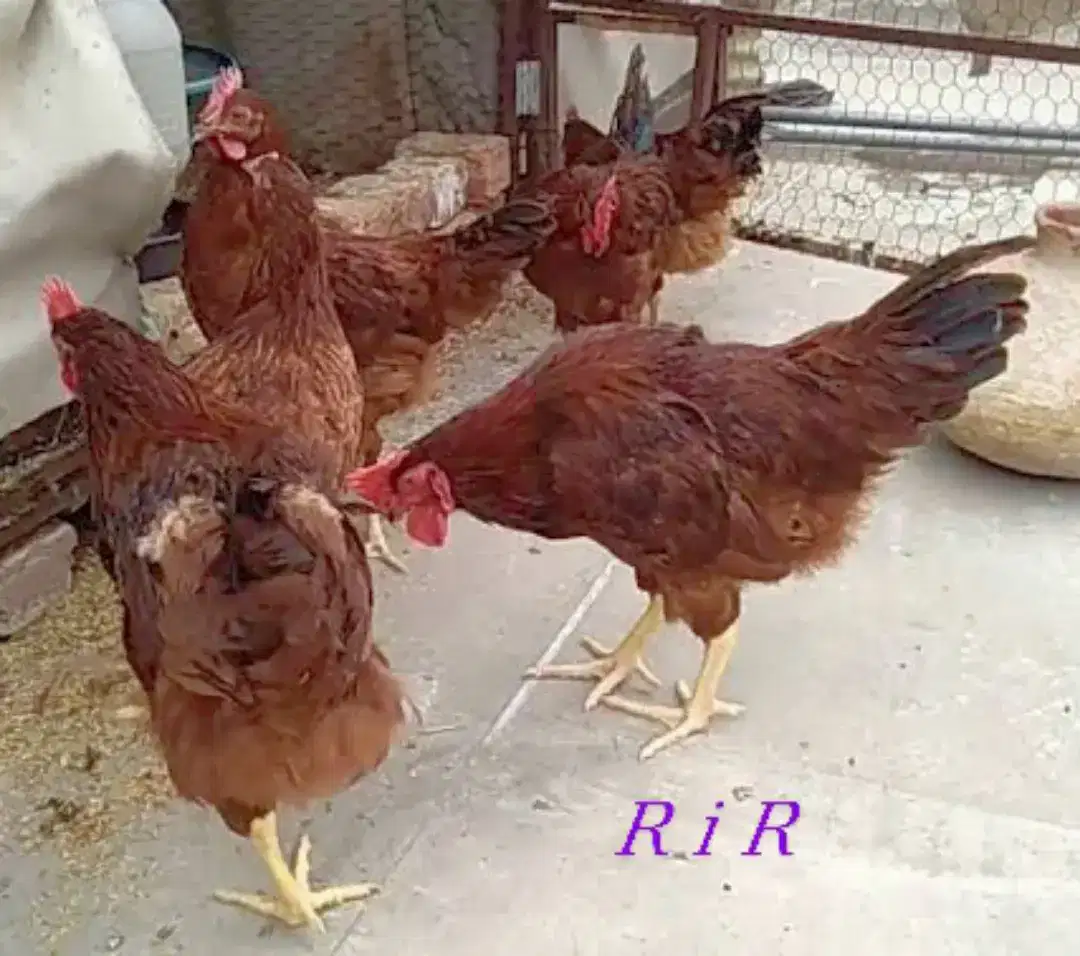 RiR Hens for sale in khanewal