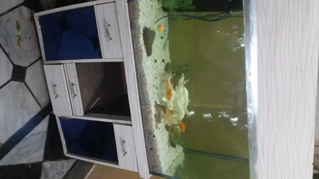 A huge Aquarium with fishs