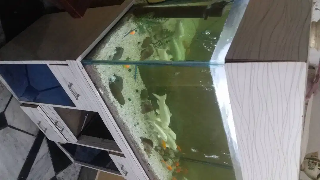 A huge Aquarium with fishs