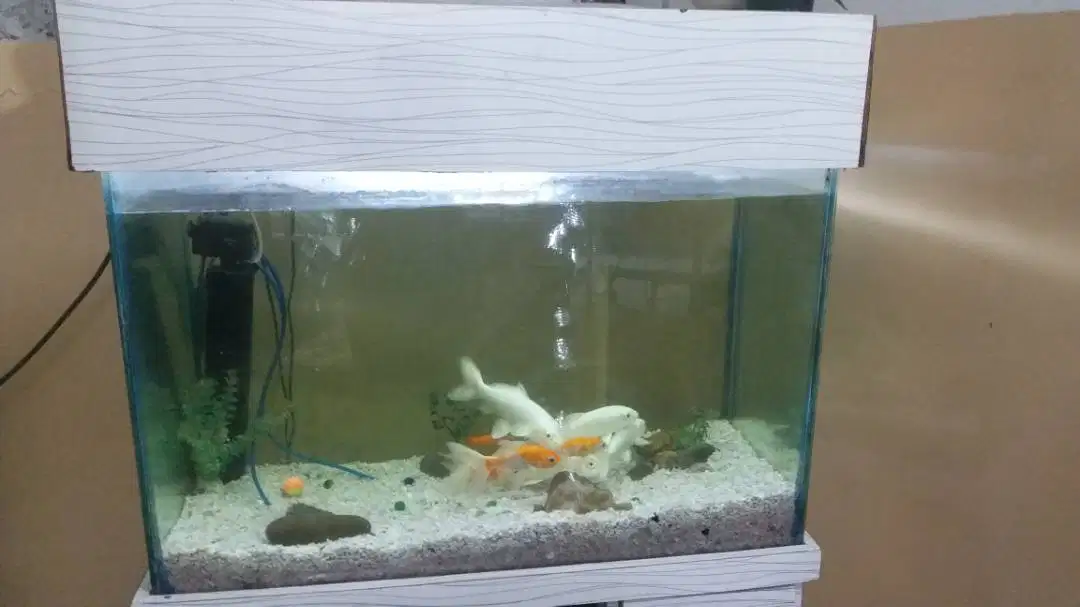 A huge Aquarium with fishs