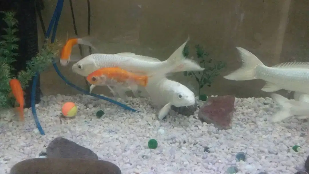A huge Aquarium with fishs