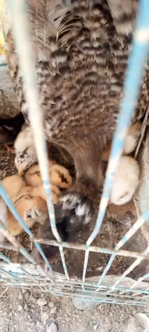Jawa Aseel hen with jawa Aseel chicks