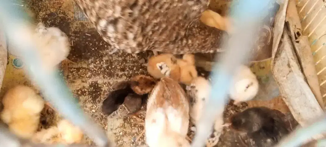 Jawa Aseel hen with jawa Aseel chicks