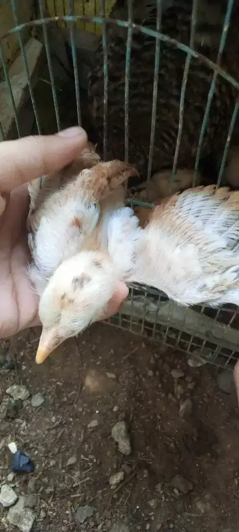 Jawa Aseel hen with jawa Aseel chicks
