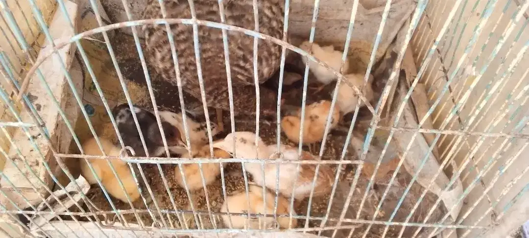 Jawa Aseel hen with jawa Aseel chicks