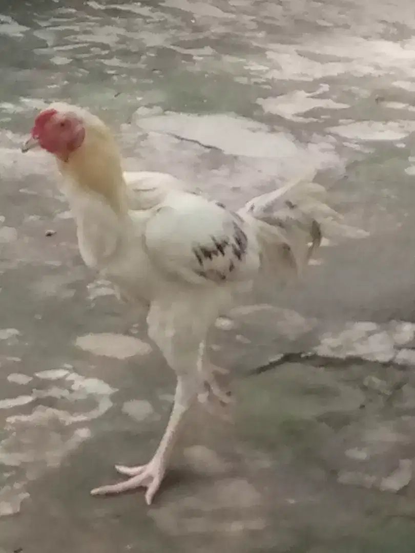 Hera morgha for sale