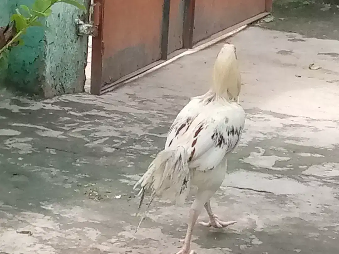 Hera morgha for sale