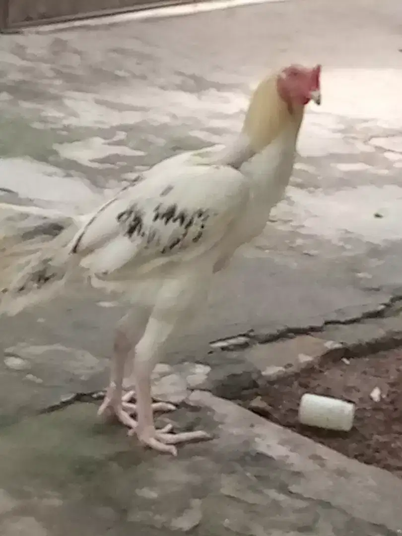 Hera morgha for sale