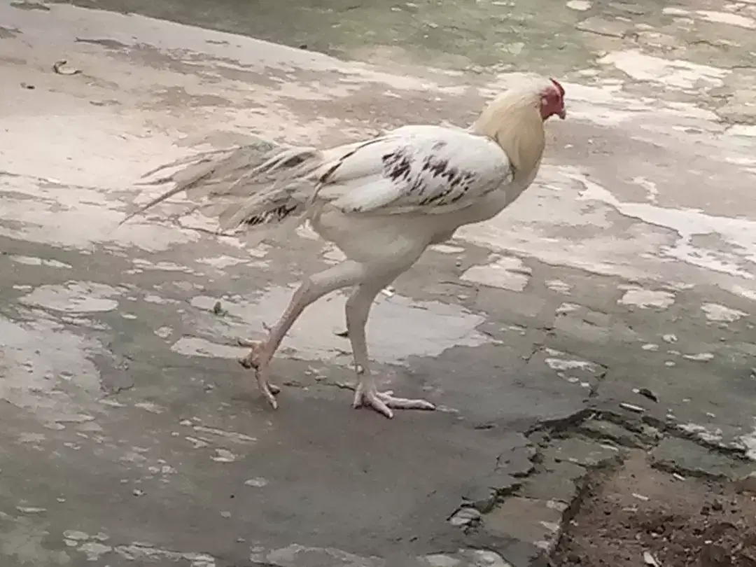 Hera morgha for sale