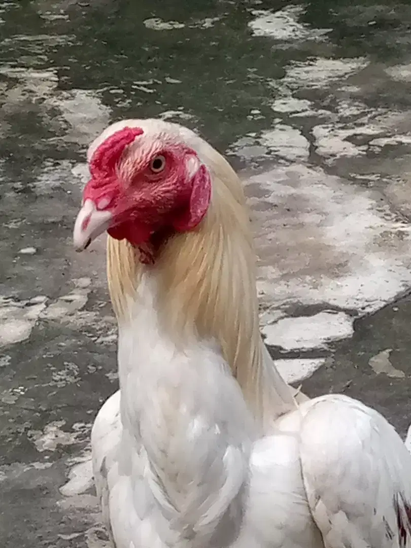 Hera morgha for sale