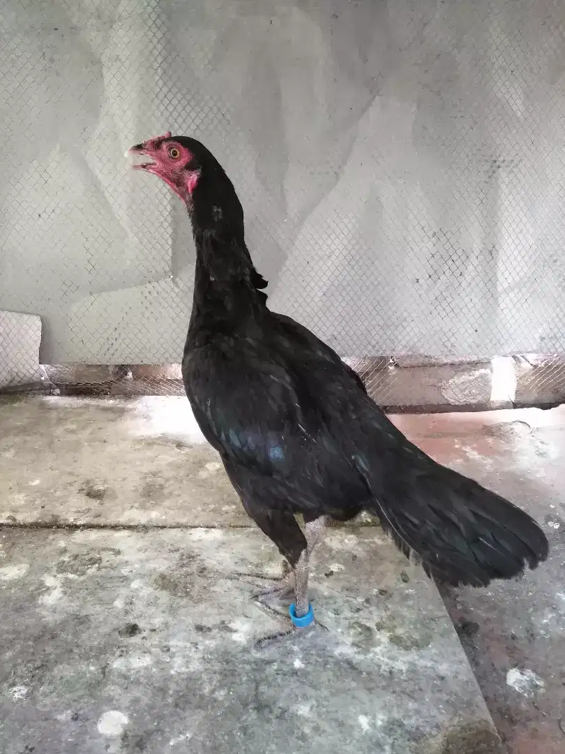 Aseel mushki hen available for sale