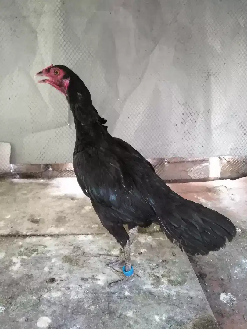 Aseel mushki hen available for sale