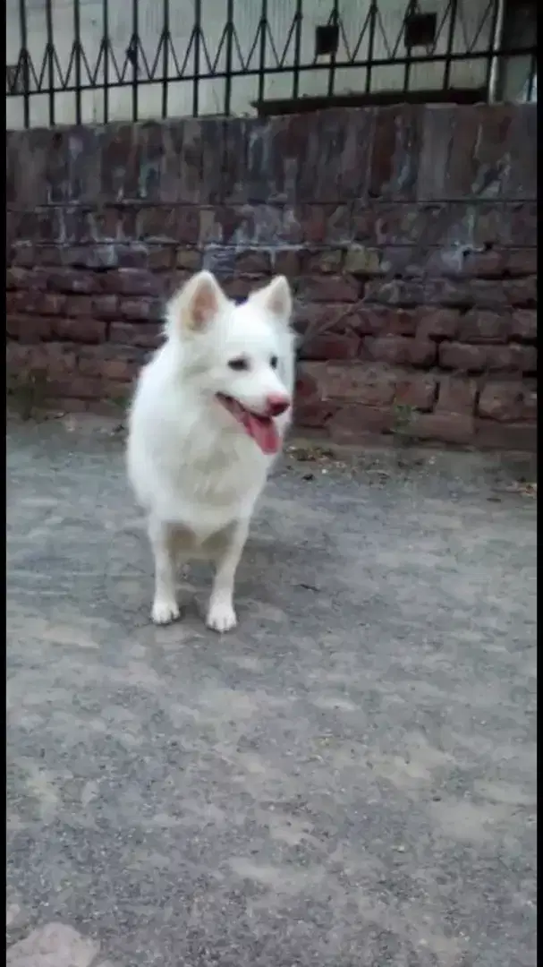 Russion male for sale