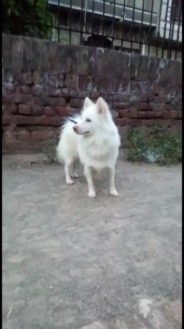 Russion male for sale