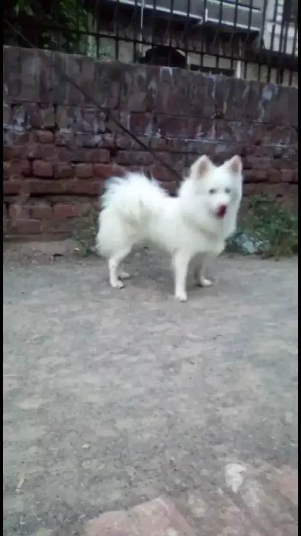 Russion male for sale