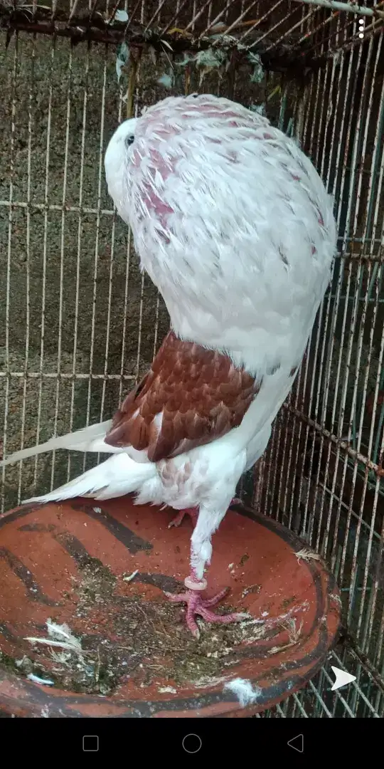 Shield croper breeder Male exibition size
