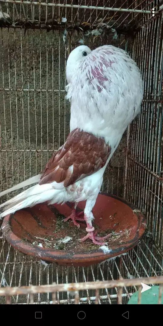Shield croper breeder Male exibition size