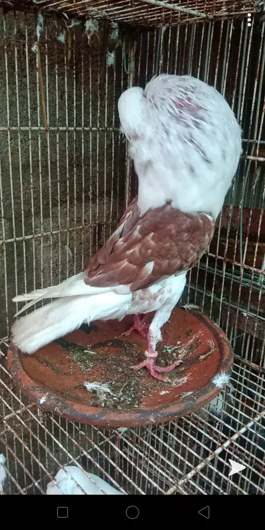 Shield croper breeder Male exibition size