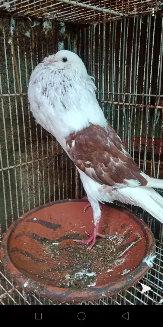 Shield croper breeder Male exibition size