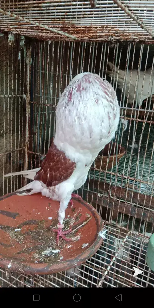 Shield croper breeder Male exibition size