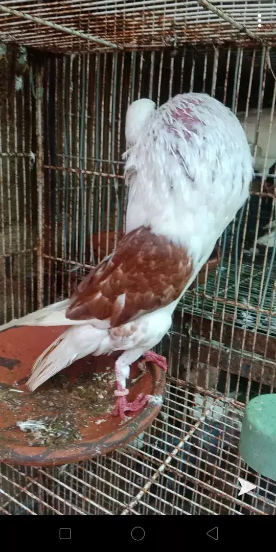 Shield croper breeder Male exibition size