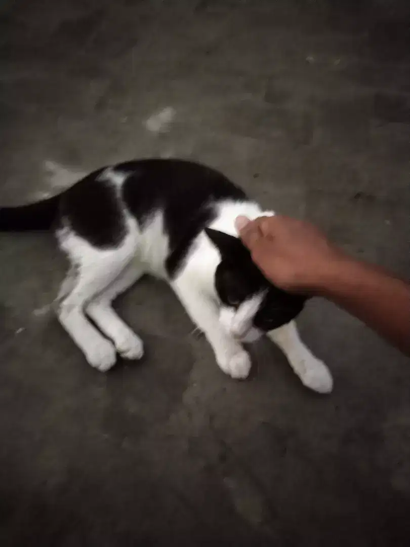 Manx Cat for sale in Khanewal