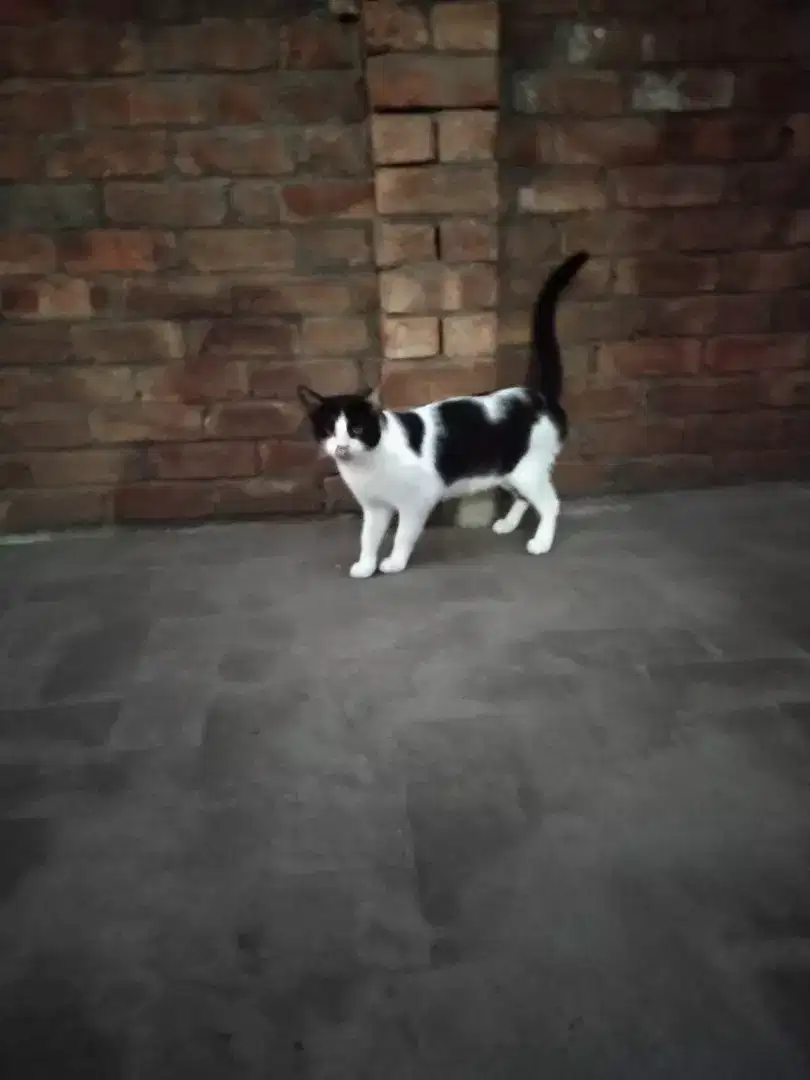 Manx Cat for sale in Khanewal