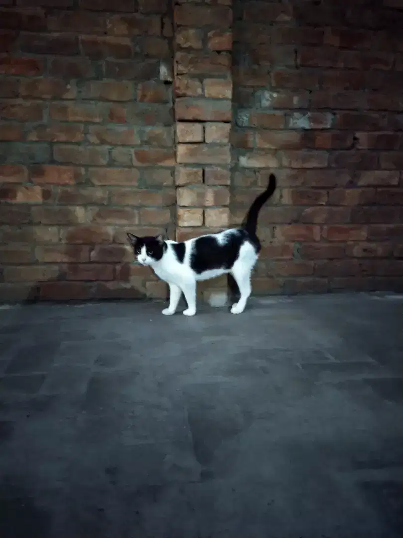 Manx Cat for sale in Khanewal