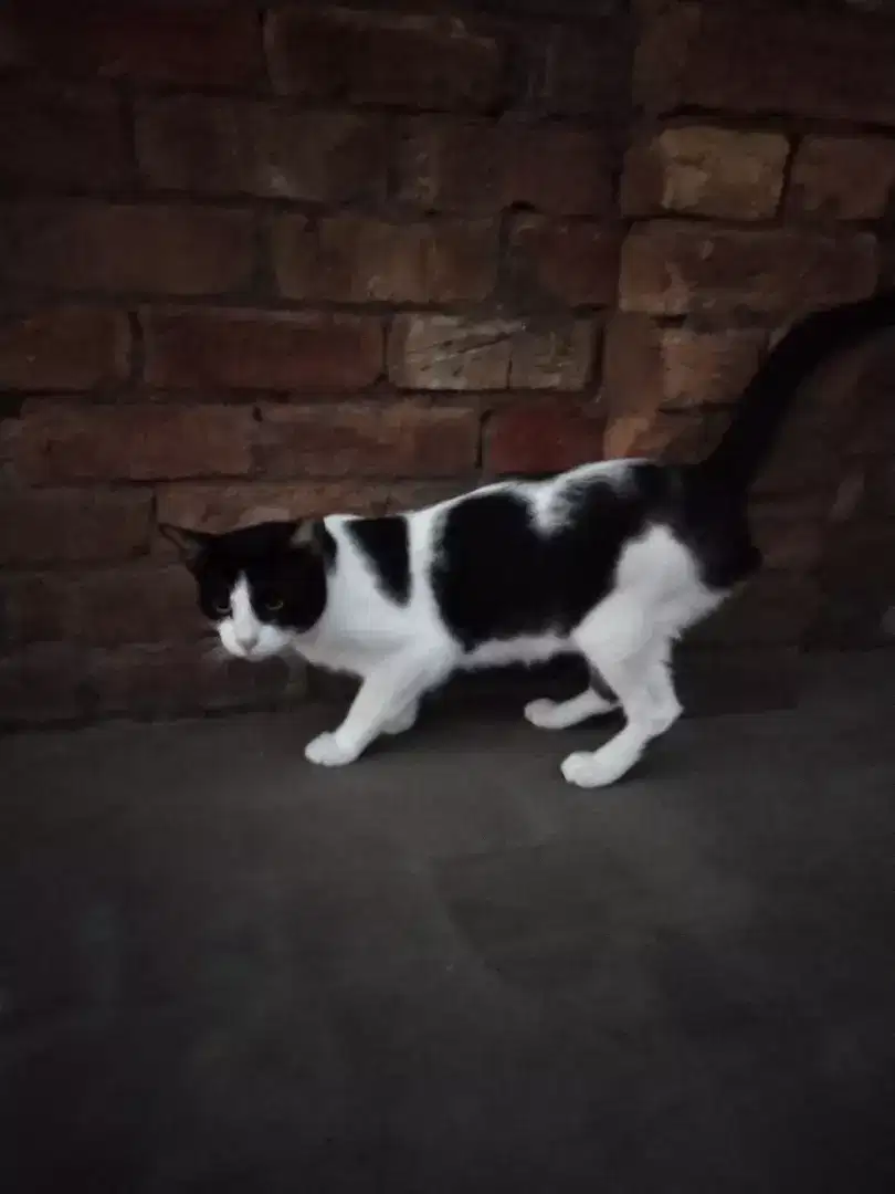 Manx Cat for sale in Khanewal