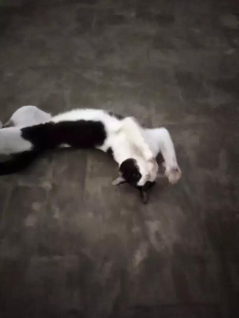 Manx Cat for sale in Khanewal