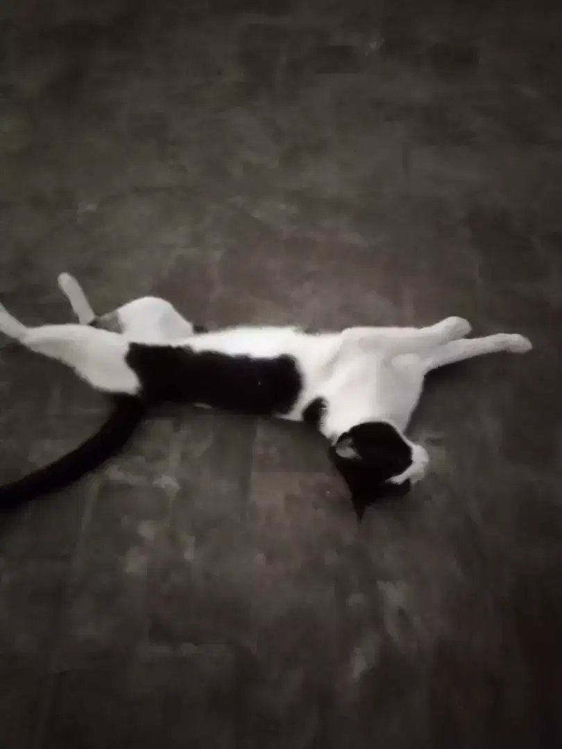 Manx Cat for sale in Khanewal