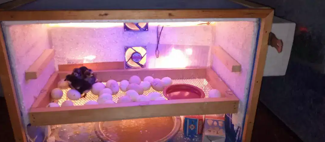 Egg Incubator available for sale