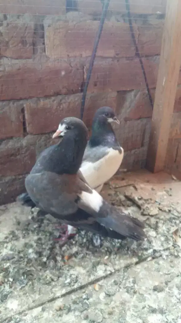 beautiful pigeon for sale