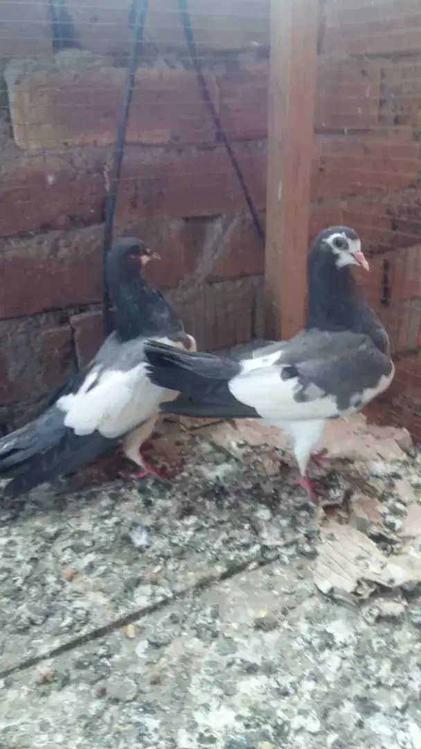 beautiful pigeon for sale