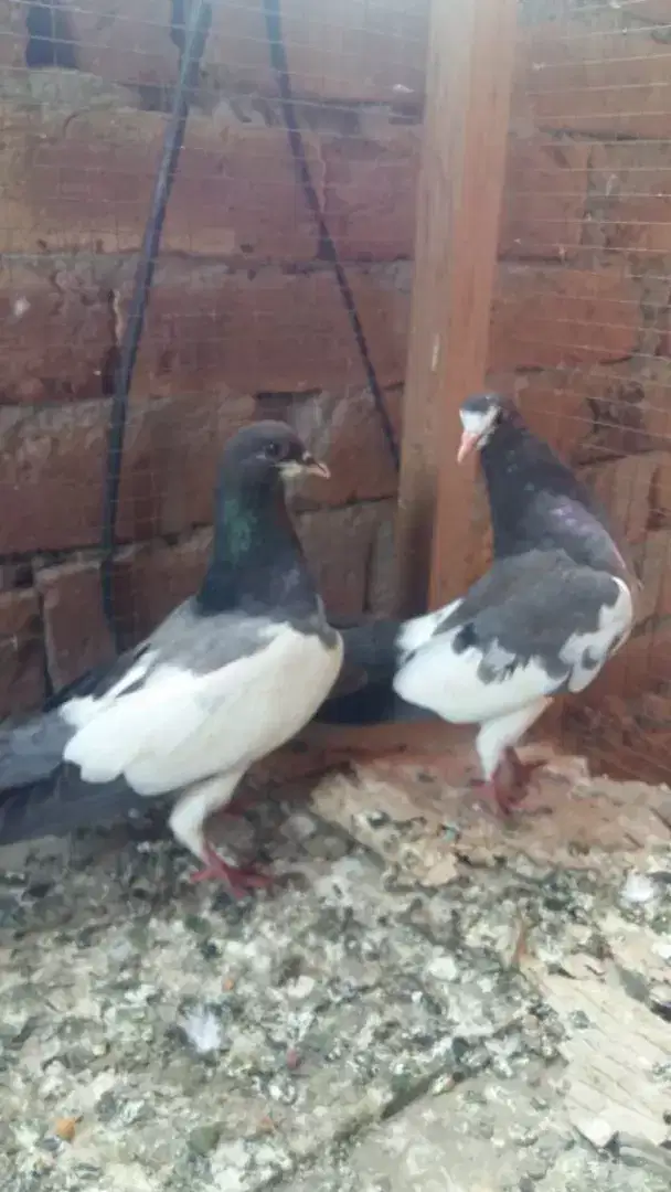 beautiful pigeon for sale