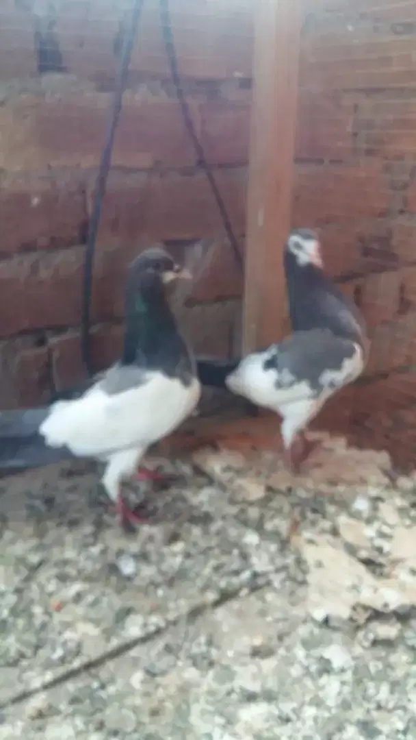 beautiful pigeon for sale