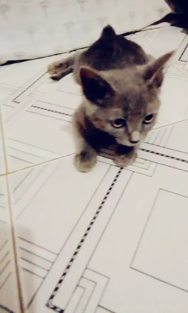 Persian kittens for sale
