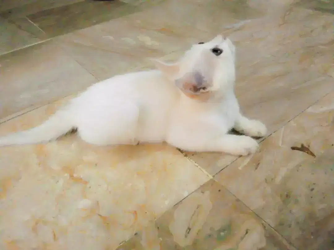 Persian kittens for sale