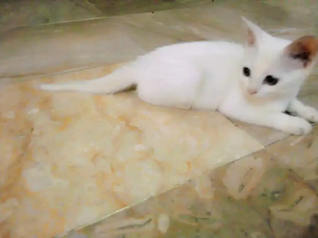 High Back full cushion bed B-384_45k