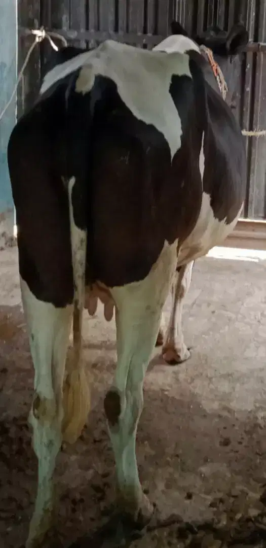 Cows Pure australian for sale in Khanewal.