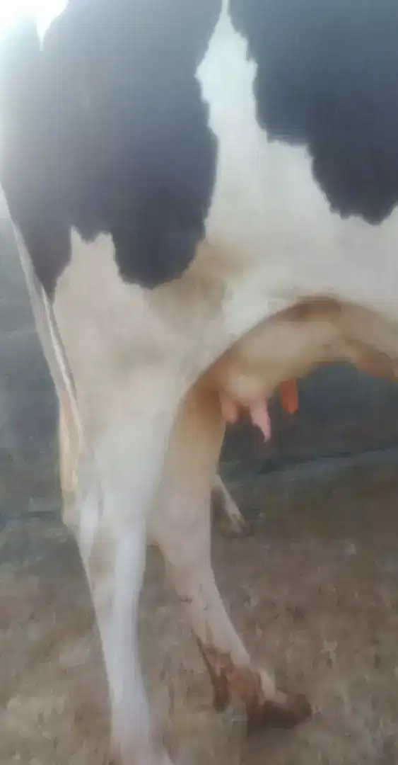 Cows Pure australian for sale in Khanewal.