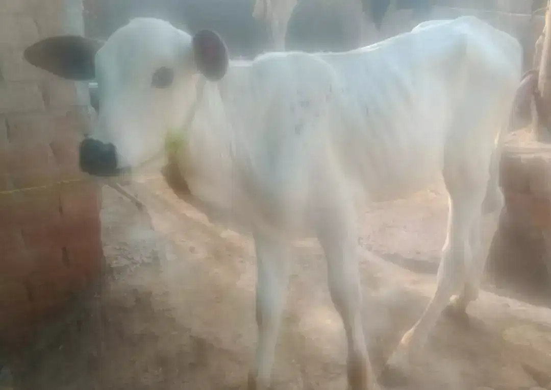 Cows Pure australian for sale in Khanewal.